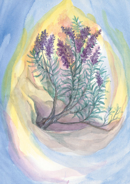 Lavendel Postkarte