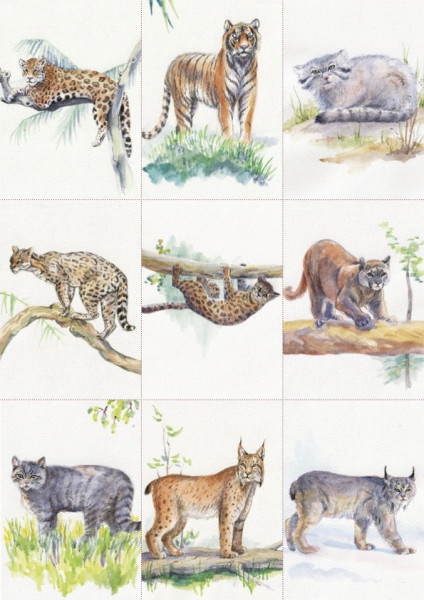 18 Wildkatzen-Bestimmungskarten