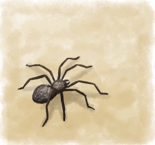 8-Spinne