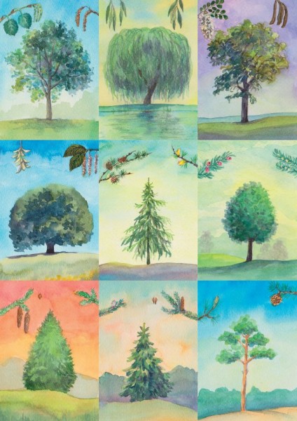 18 Baumbestimmungskarten