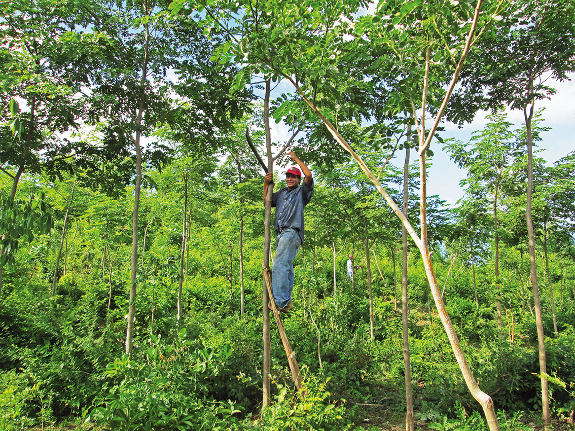 03_Pruning_-Marvin_Antonio_Rodriguez_Sanchez_2015_rt_l