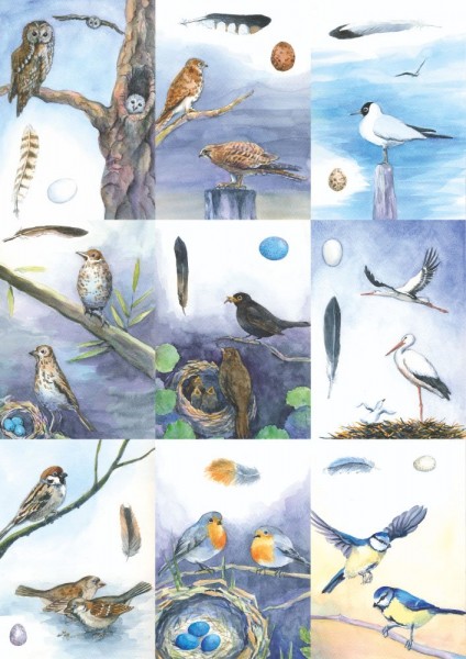 18 Vogelbestimmungskarten