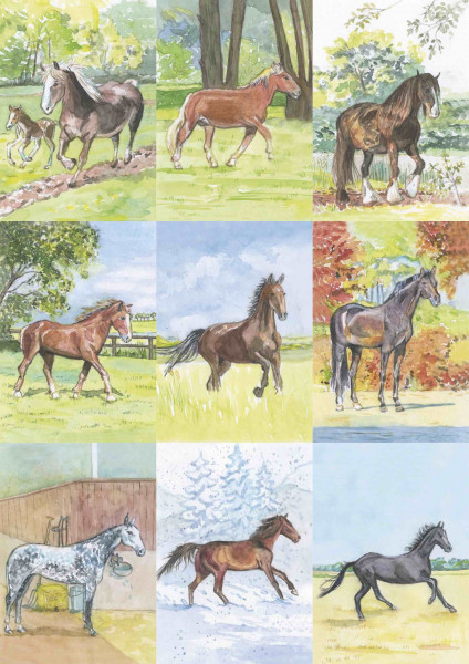 18 Pferdebestimmungskarten